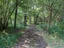 Track through the wood