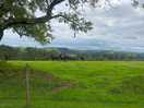 Water buffalo