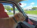 Dog is happy