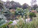 Fish pond