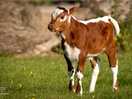 Baby calf