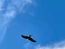 Red kites
