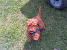 Bobs first camping trip he loved it