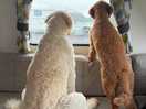 Dogs fascinated with pony
