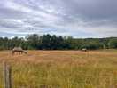 An hour circular walk from the campsite where you can see camels!
