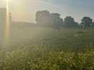 Field we found on a walk to the small village close by