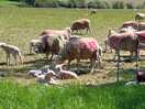 Ewes and their lambs