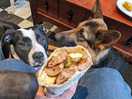 Chomp n go dog friendly café