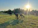 Alpacas!