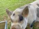 Farm animals - help to feed at 9am