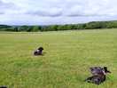 Dogs enjoying scenery and horses