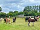 Llamas & alpacas