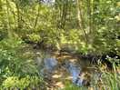 The stream next to the fire pit