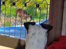 Cow watching
