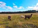 Alpacas