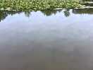 Fishing pond
