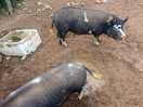 Farm animals
