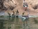 Geese and babies