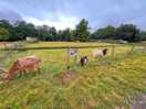 Goat enclosure near camp site