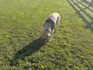 Exercise run. fenced off