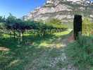 Pitches are right in the heart of the vines.