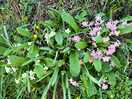 Primroses