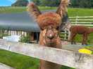 Inquisitive alpaca !