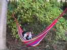 Reading in a hammock