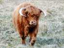 Short walk and came across a pair of highland cows