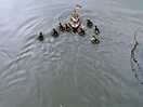 Nesting ducks