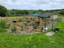 Cluckingham palace