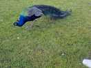 Another peacock come to say hi.