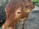One of the neighbours