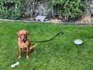 Our millie had a fab time on walks without a lead