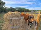 Highland cows