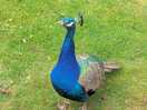 Local wildlife