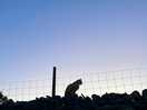 The site cat!