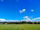 Summer in the field