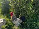 🐓
