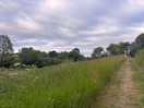 Springfield woods