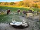 Onsite farm with freindly animals