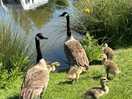 Wildlife