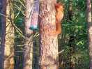 Amazing close to nature! beautiful to see a red squirrel!