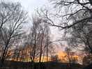 Beautiful sunset through the trees.