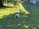 Dog run free area