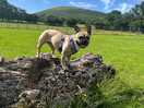 My dogs loved there own bit of space which you can book