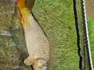 A nice little catch
