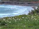 Perranuthnoe beach