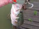 Another small large mouth from the marina