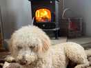 All cozy next to the fire